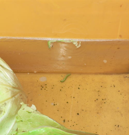 青虫のついたキャベツを喰う準備 虫画像あり ともぞうの日本の週末農業考察ぶろぐ