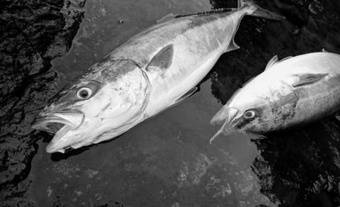 DSC_0060-1-790x480