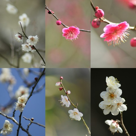 妹背の里周辺　梅 (1)