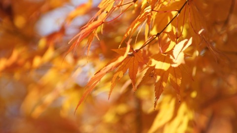 紅葉（滋賀竜王の山里にて）旬縁館 (30)