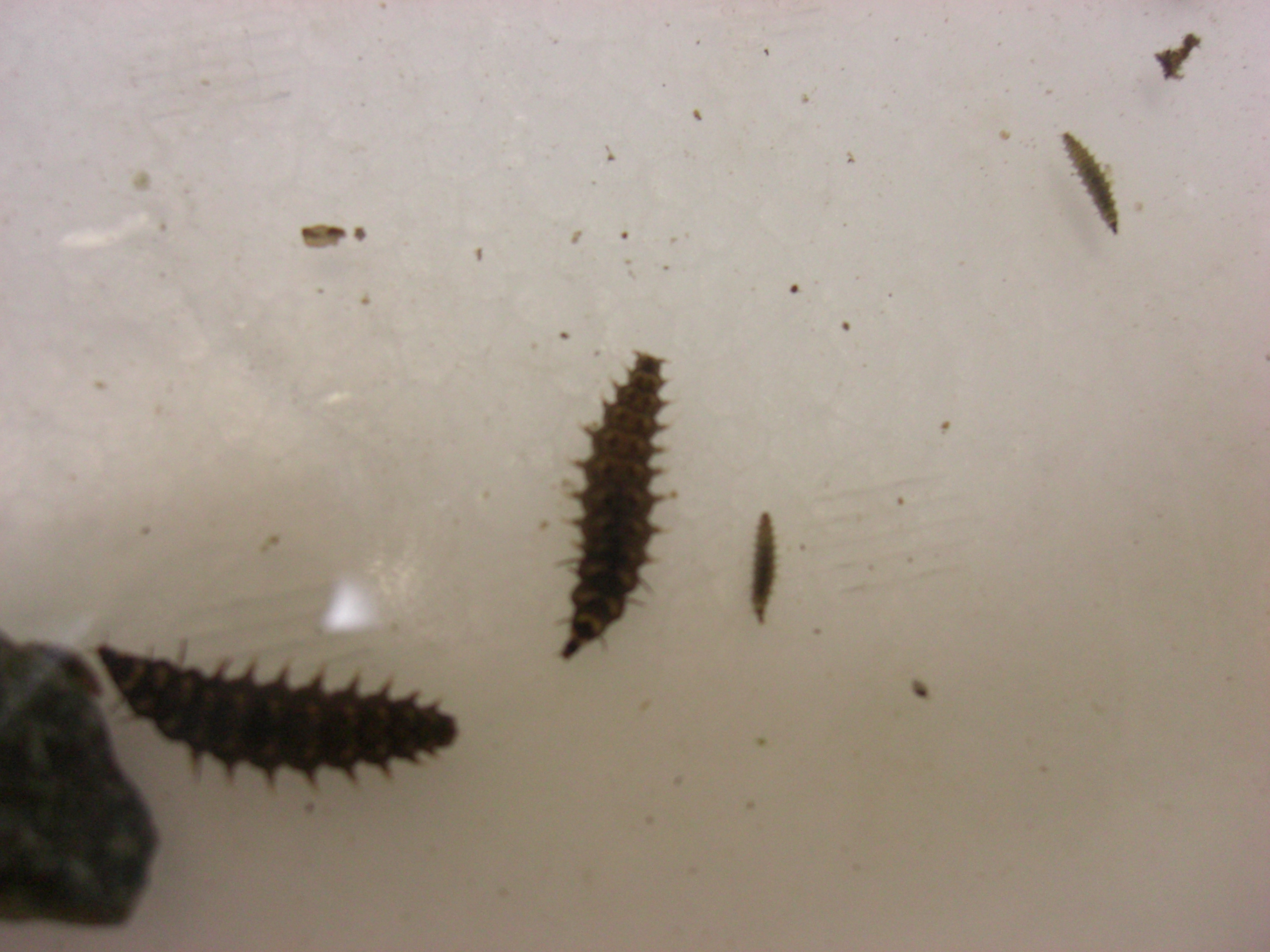 ホタル上陸装置 箱根湯本 春光荘 動植物ブログ