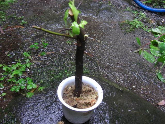 梅の挿し木 箱根湯本 春光荘 動植物ブログ