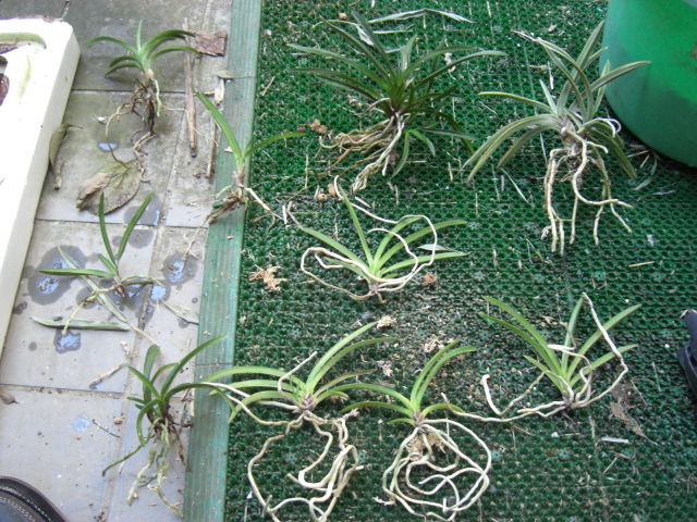 富貴蘭の植え替え 箱根湯本 春光荘 動植物ブログ 富貴蘭の植え替え 箱根湯本 春光荘 動植物ブログ