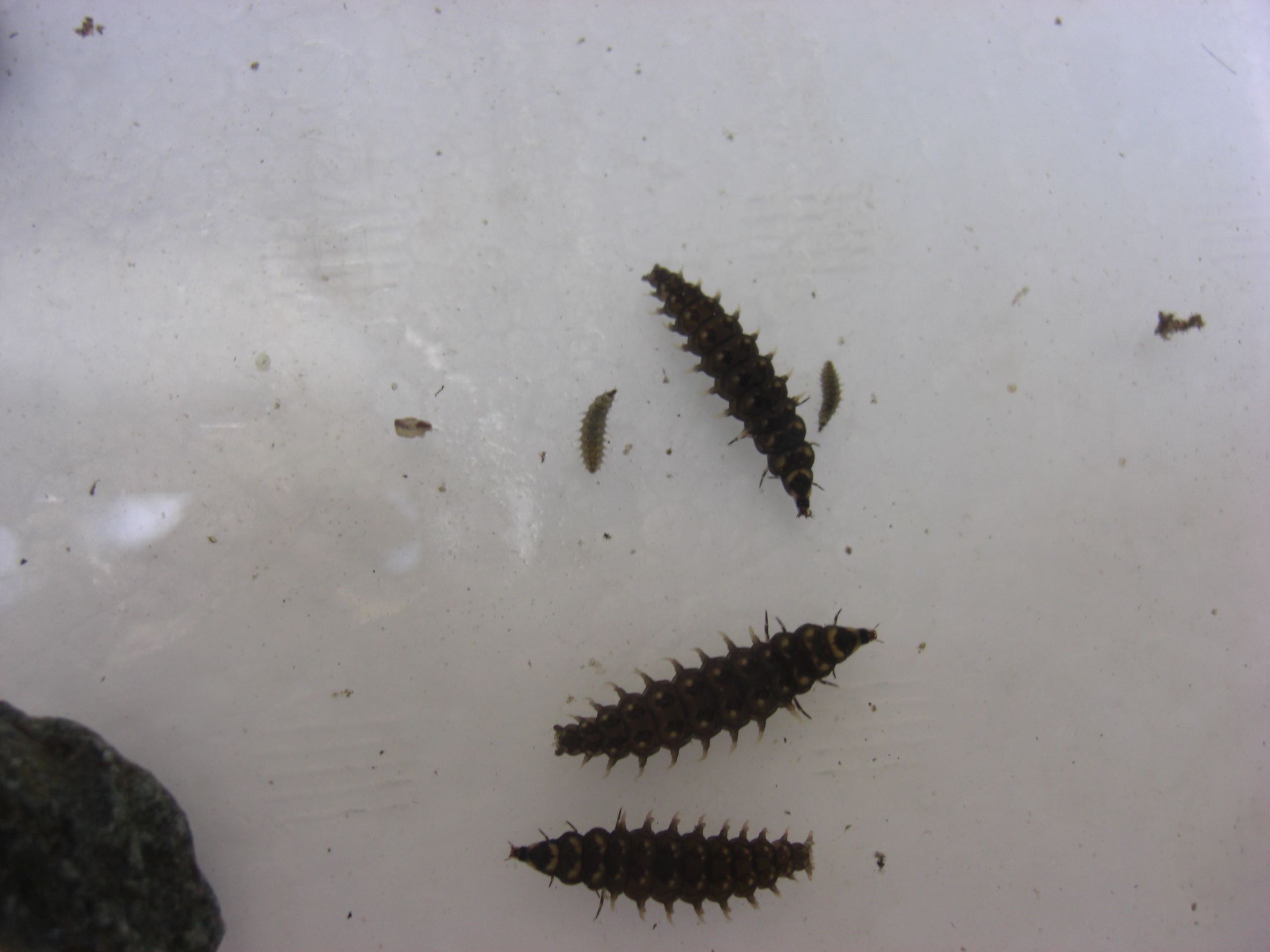 ホタル上陸装置 箱根湯本 春光荘 動植物ブログ