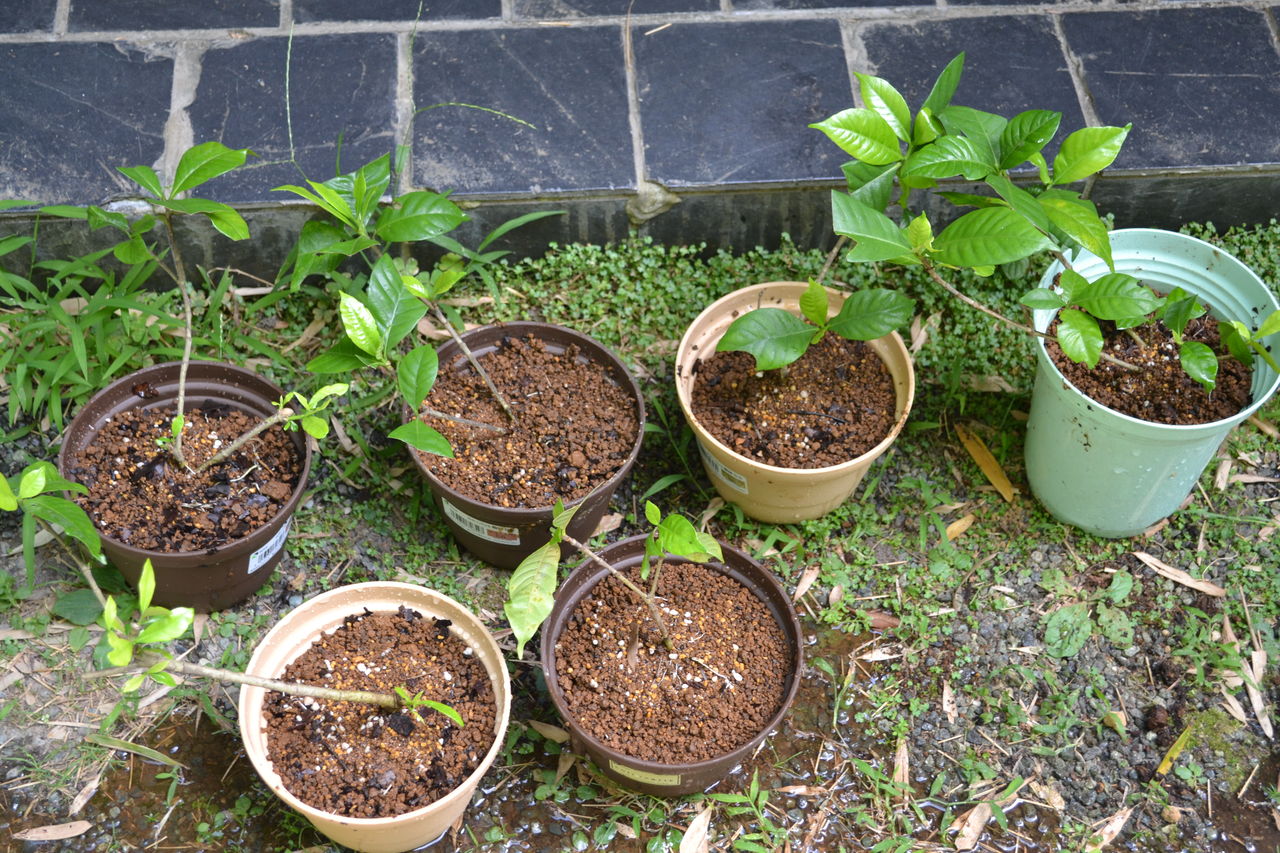 クチナシの挿し木 箱根湯本 春光荘 動植物ブログ