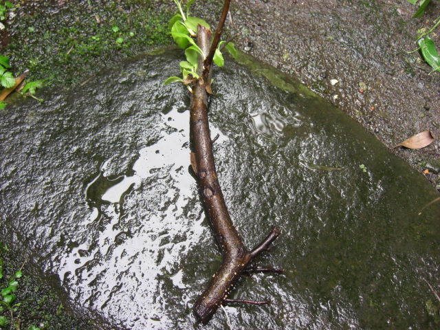 梅の挿し木 箱根湯本 春光荘 動植物ブログ