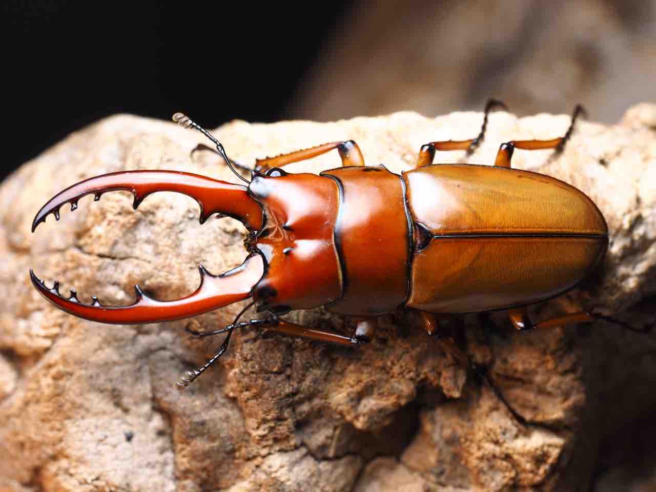 インド】【新成虫ペア】カスタネウスノコギリヒマラヤ東部亜種【ポルト 