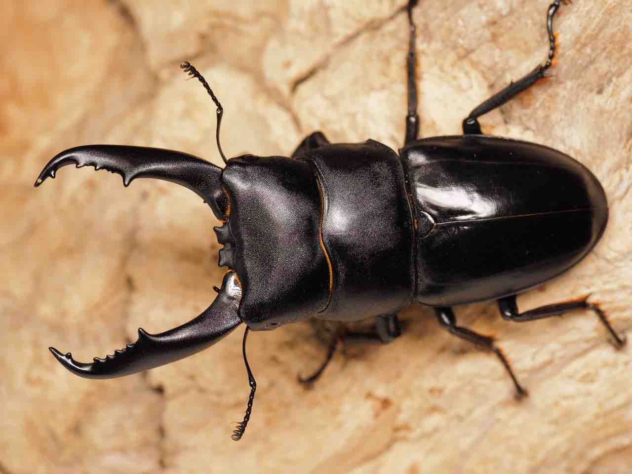 チュウゴクヒラタクワガタ 標本 チュウゴクヒラタクワガタ ♂ 中国安徽省 - Insect Islands 〜南