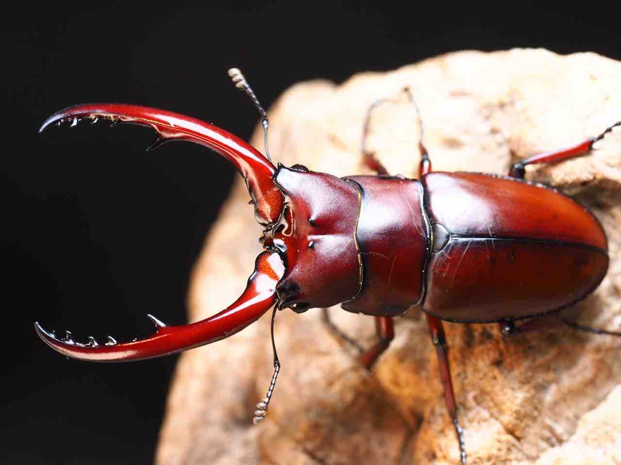 アスタコイデスノコギリクワガタ♂/湖北省.巴山産【標本】 【公式通販】