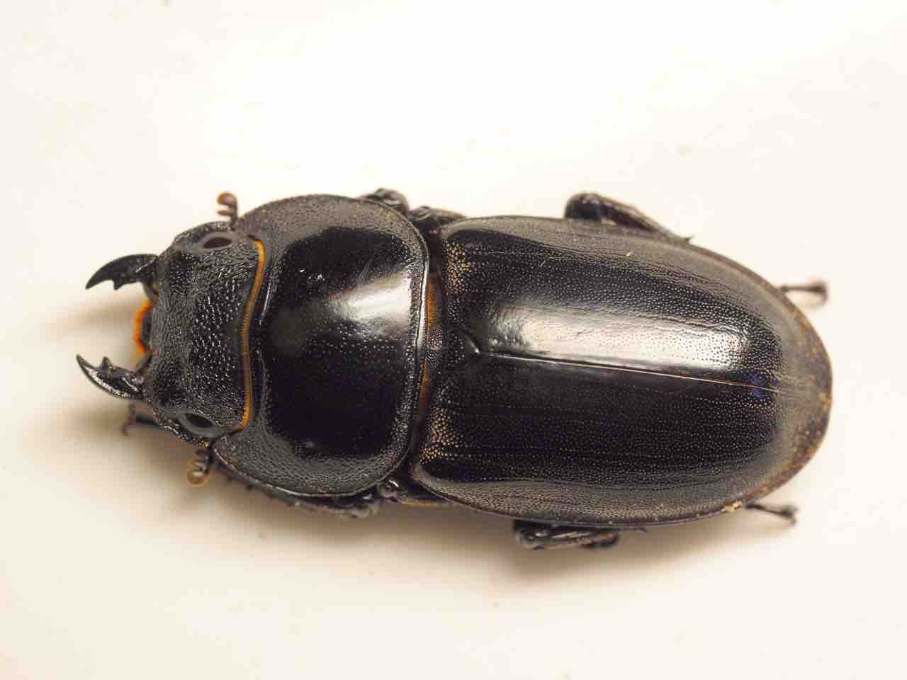 チュウゴクヒラタ(Dorcus titanus playmelus) 飼育 : ムシログ🐞