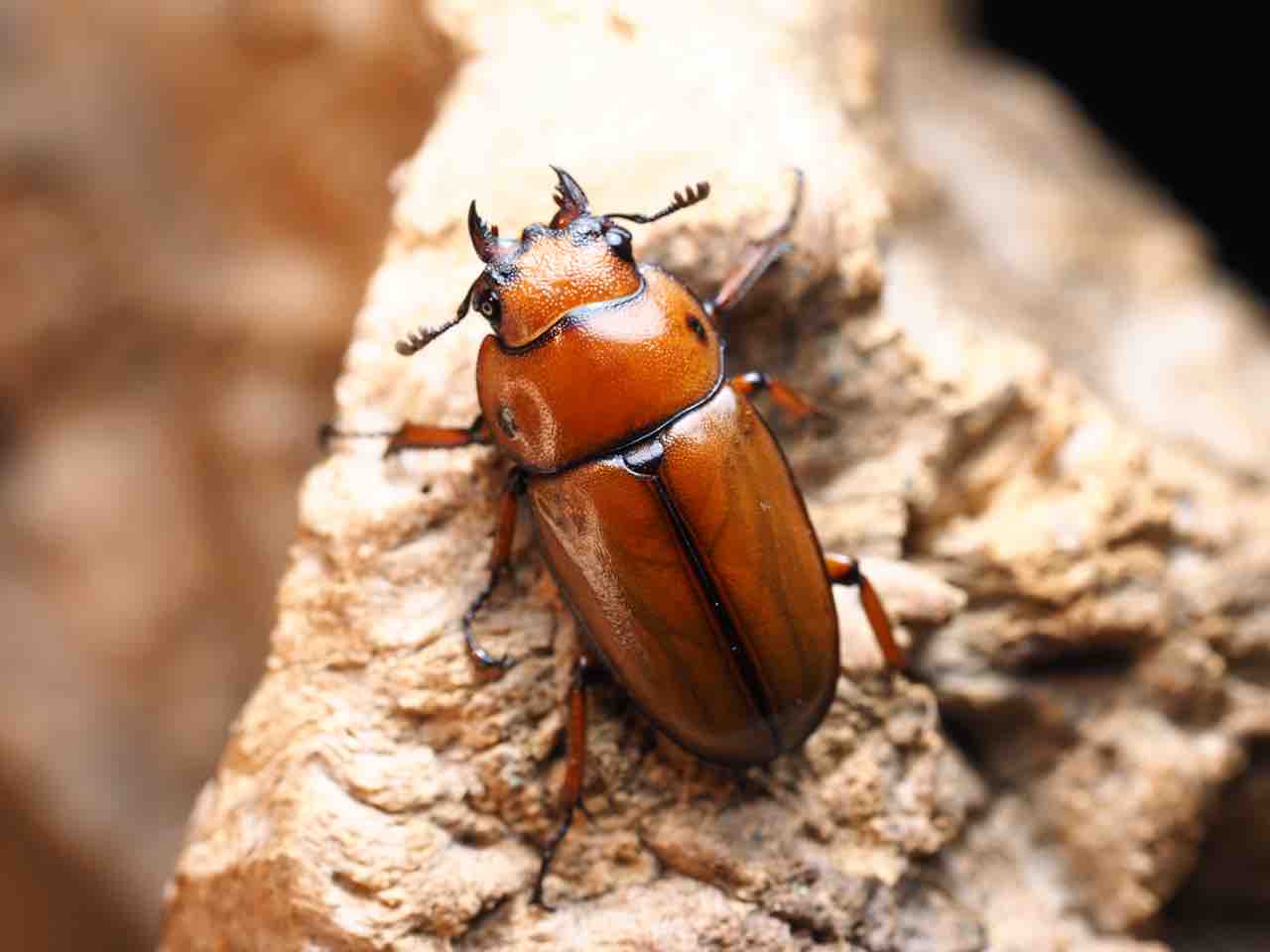 3日（水）発送限定 APLS産 カスタネウスノコギリ WF1 ♂50mmup 2ペア アスタコイデス カチンエンシス 旧ポルトン