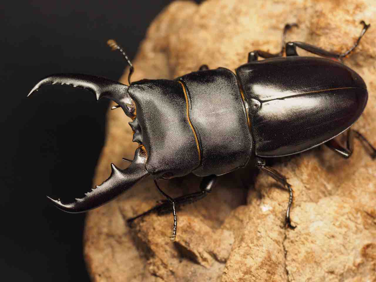 チュウゴクヒラタクワガタ 標本 チュウゴクヒラタクワガタ ♂ 中国安徽省 - Insect Islands 〜南