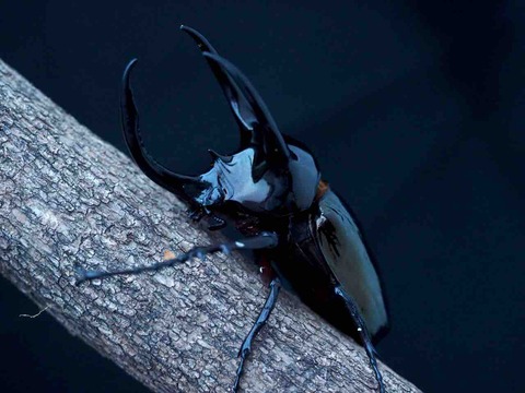 アトラスオオカブト 亜種マンテツ(タイ産) : ムシログ🐞