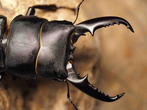 チュウゴクヒラタクワガタ 標本 チュウゴクヒラタクワガタ ♂ 中国安徽省 - Insect Islands 〜南