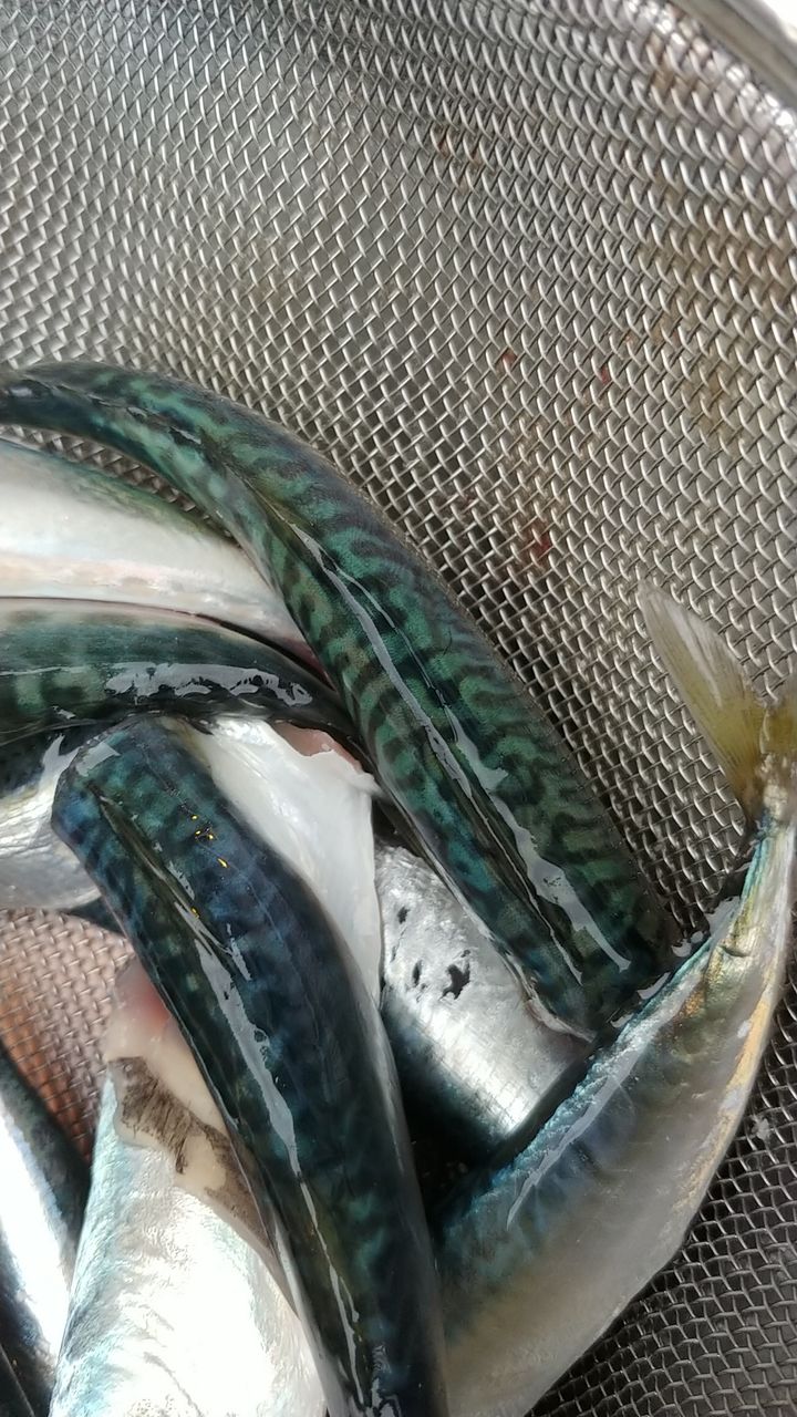浜名湖釣り しゅんブログ