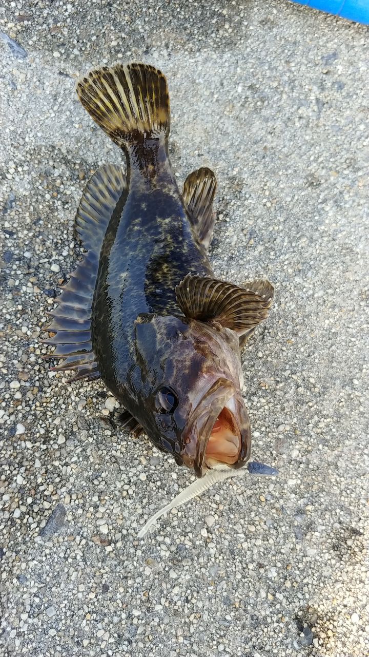カサゴ釣りへ しゅんブログ