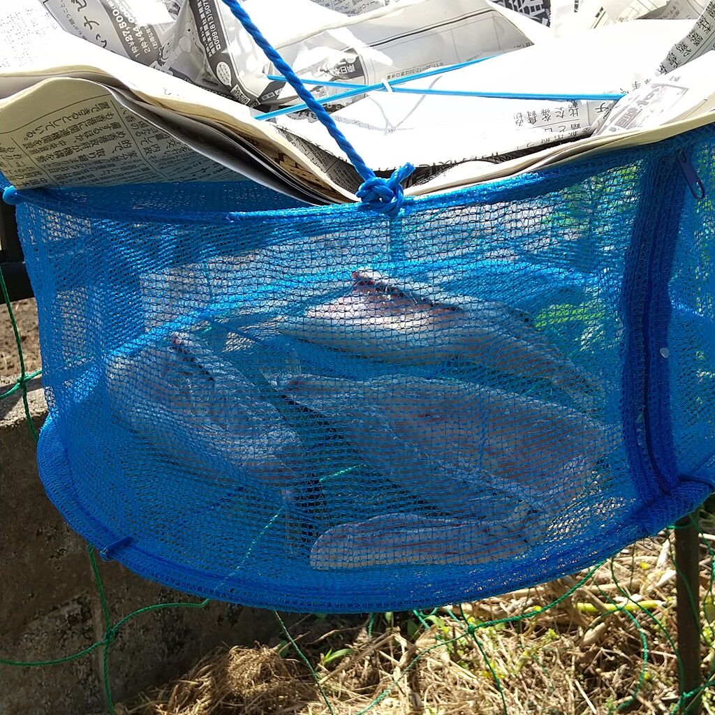 意外と簡単 カマスの干物 梅雨前に作ってみました 特売魚で節約レシピ 魚料理 一夜干し 焼き魚 Syuntaroの 食の荒野を彷徨う 意外と簡単 カマスの干物 梅雨前に作ってみました 特売魚で節約レシピ 魚料理 一夜干し 焼き魚 Syuntaroの 食の荒野を彷徨う