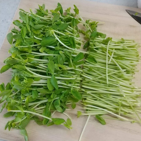 豆腐と豆苗の炒り卵 (1)