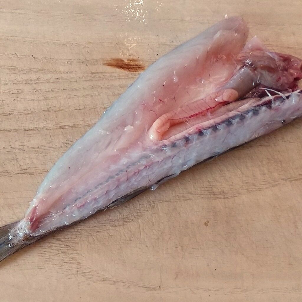 意外と簡単 カマスの干物 梅雨前に作ってみました 特売魚で節約レシピ 魚料理 一夜干し 焼き魚 Syuntaroの 食の荒野を彷徨う 意外と簡単 カマスの干物 梅雨前に作ってみました 特売魚で節約レシピ 魚料理 一夜干し 焼き魚 Syuntaroの 食の荒野を彷徨う