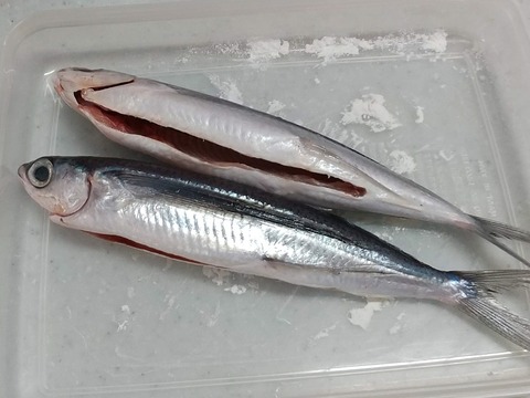 トビウオのから揚げ (3)