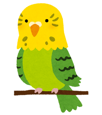 インコをカゴから出すと「遊ぶぞー」とばかりに気合いを入れて羽ばたくインコ達。そうそうその調子で遊んでてくれと…