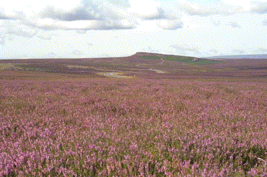 heath1