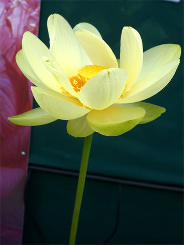 13年 咲くやこの花館 花蓮展 再挑戦と食虫植物 Plantonic