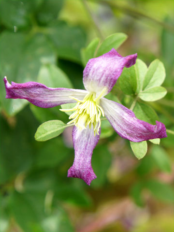 クレマチスの系統 Plantonic