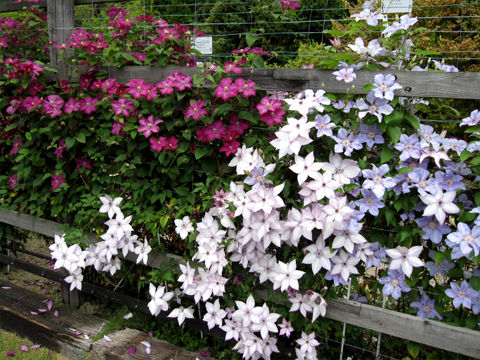 クレマチスの系統 Plantonic