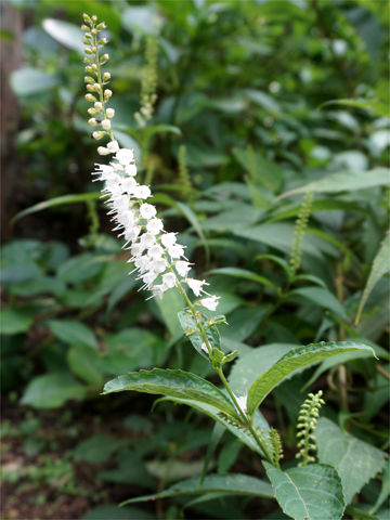 植物の方の シモバシラ Plantonic