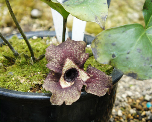 カンアオイの季節 Plantonic