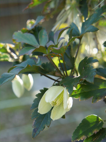 クレマチスの系統 Plantonic