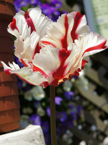 チューリップ パーロット系 Plantonic