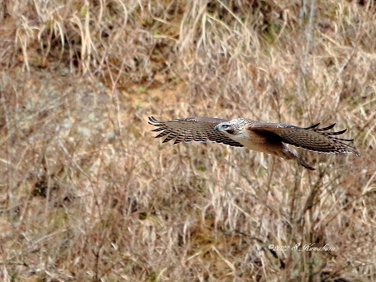 クマタカ : 一期一会の野鳥撮影