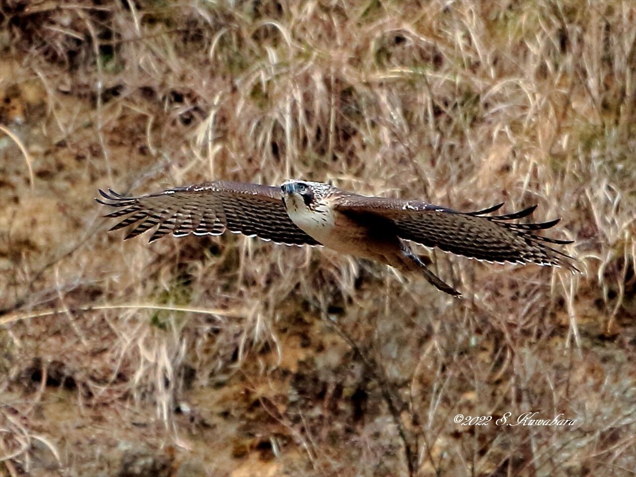 クマタカ : 一期一会の野鳥撮影