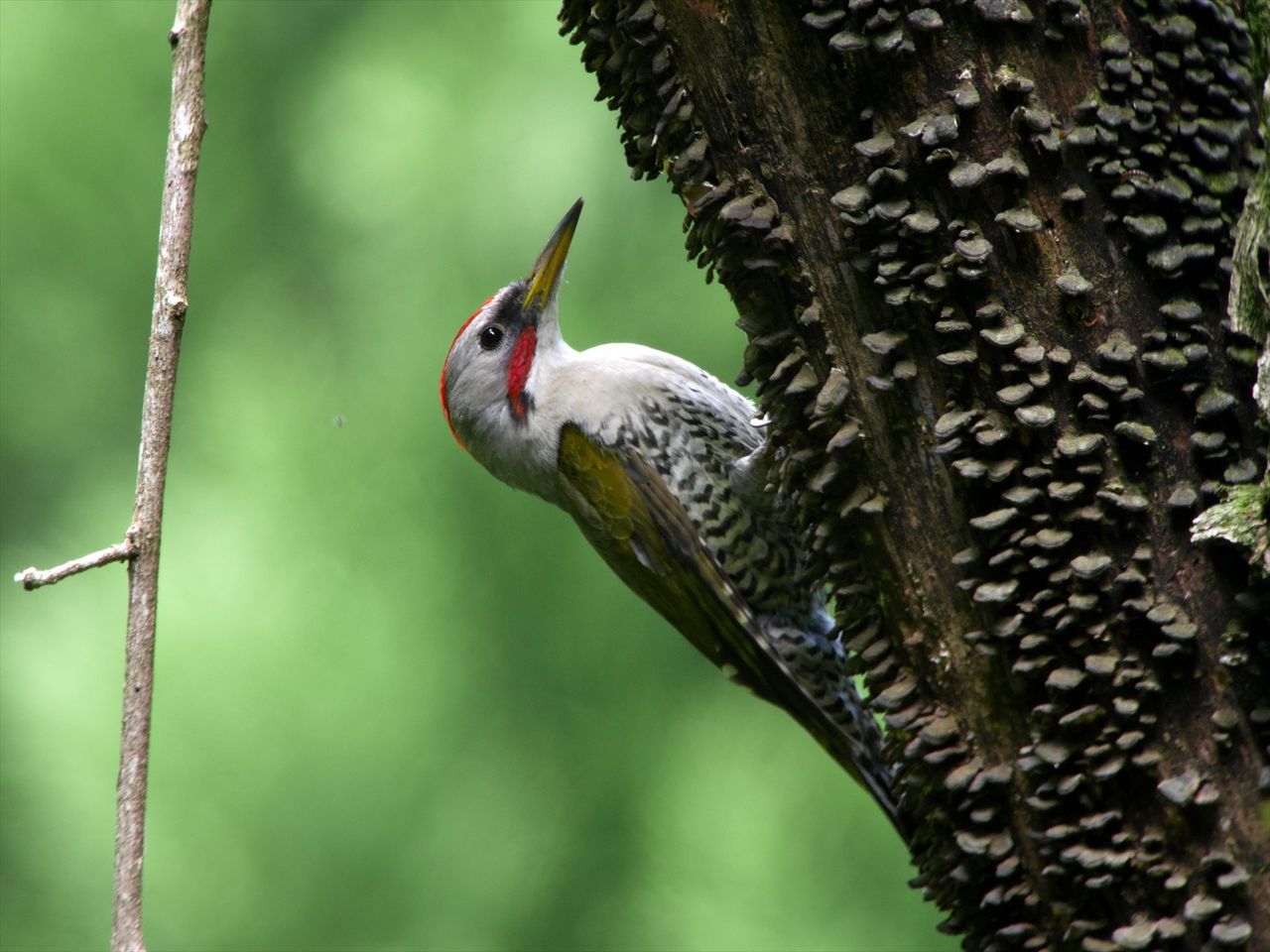 アオゲラ 一期一会の野鳥撮影 アオゲラ 一期一会の野鳥撮影