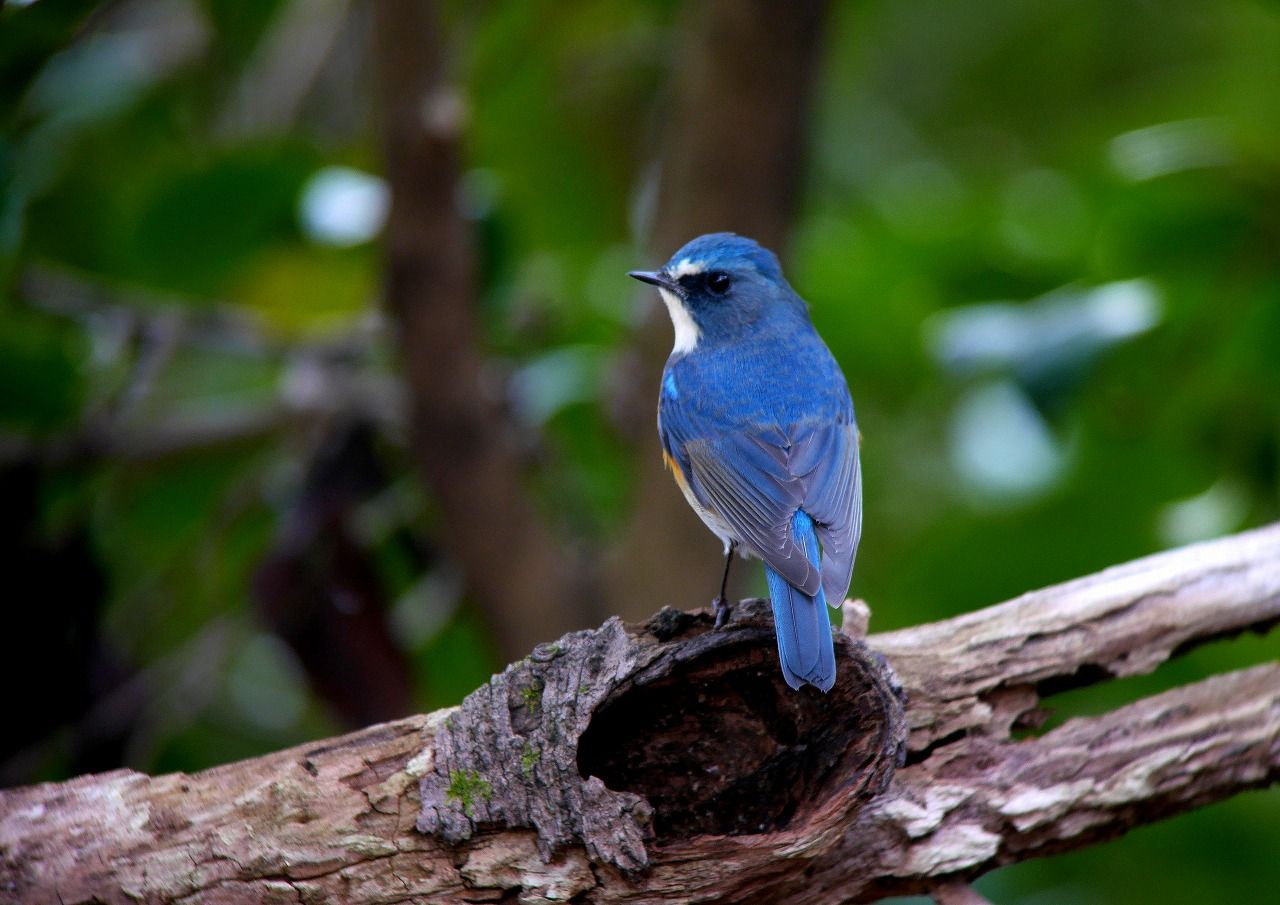 ルリビタキ 一期一会の野鳥撮影 ルリビタキ 一期一会の野鳥撮影
