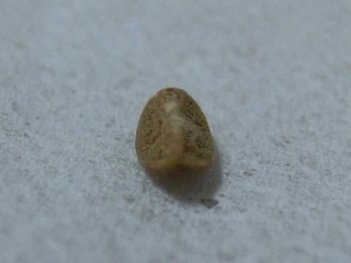 porosio4