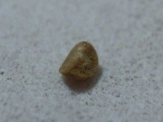 porosio1