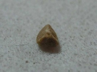 porosio2