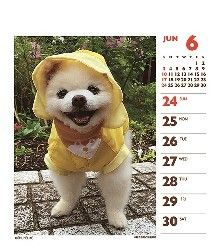 柴カットのポメラニアン俊介くん 亡くなる 喪男タイムス