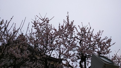 IMG_20190310_153259