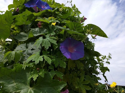 IMG_20180926_114159