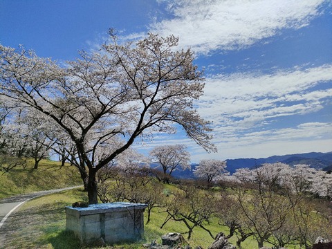 IMG20220327111537