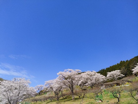 IMG20220327110728