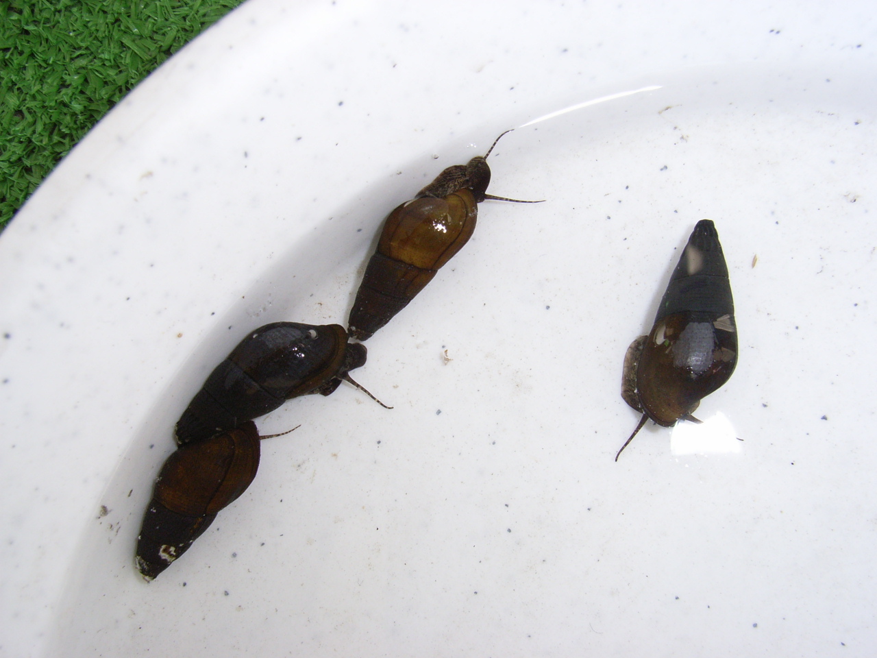 ヘイケボタル４齢幼虫とエサのカワニナ ムシ部屋日記