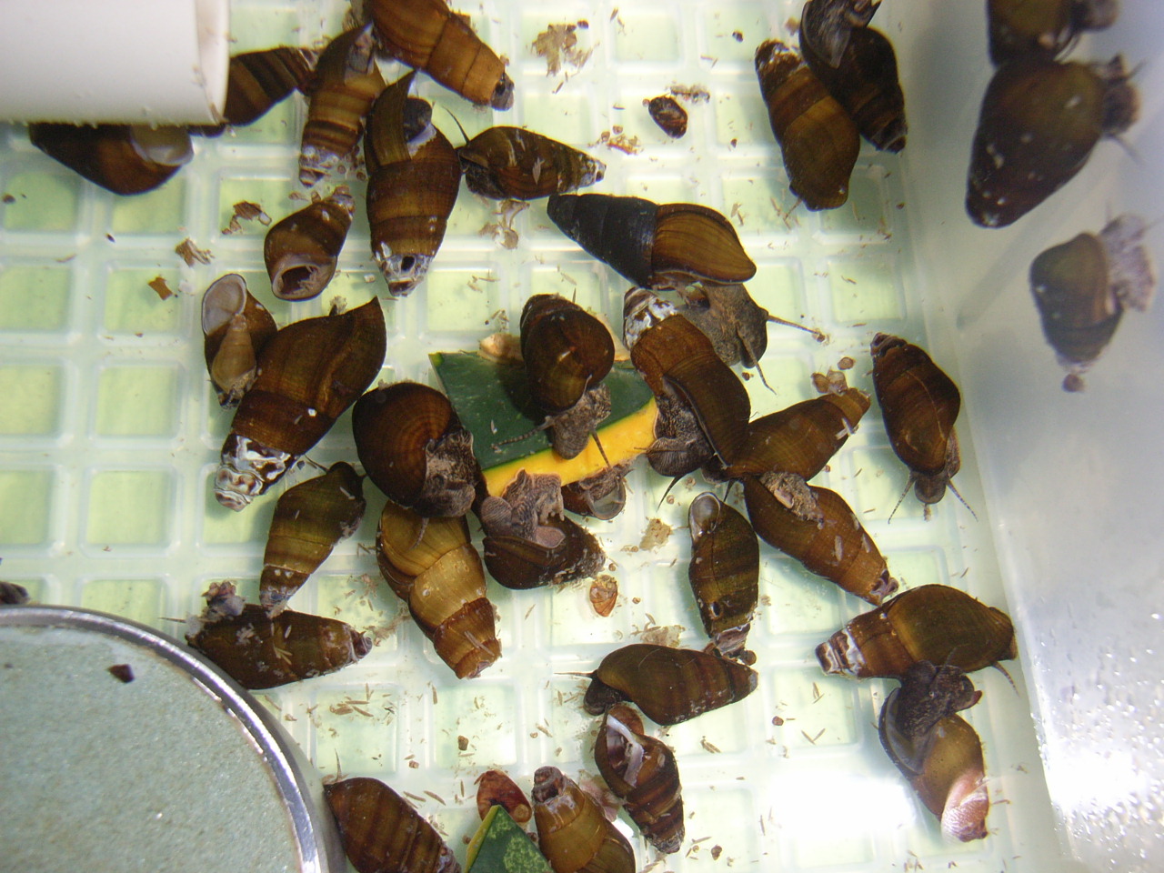 カワニナの好物は ムシ部屋日記