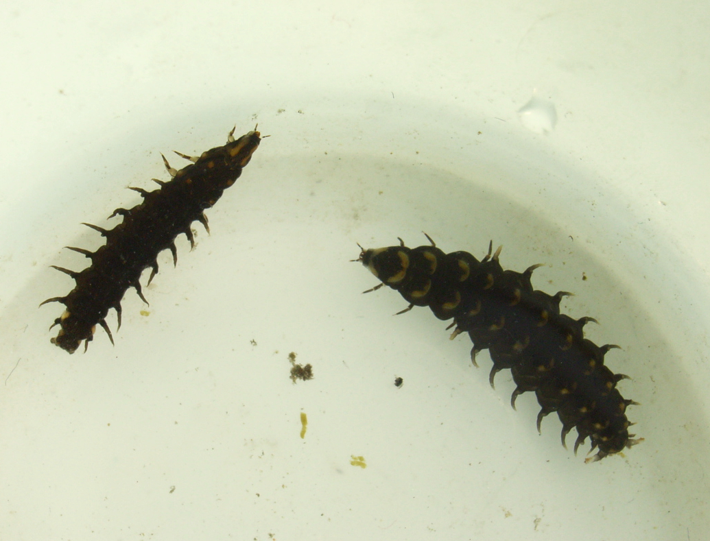 ゲンジボタル幼虫とヘイケボタル幼虫 ムシ部屋日記