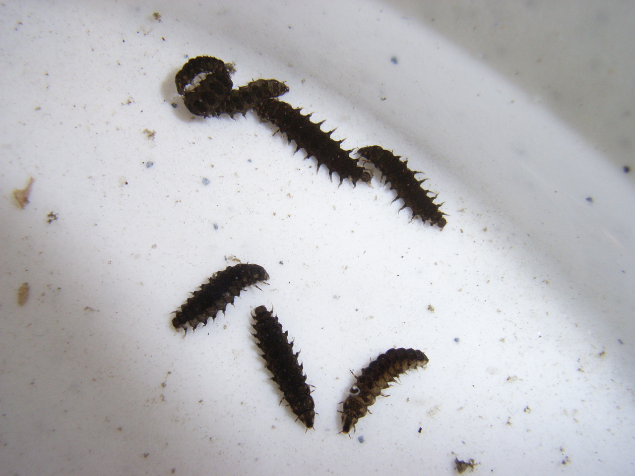 ヘイケボタル４齢幼虫とエサのカワニナ ムシ部屋日記