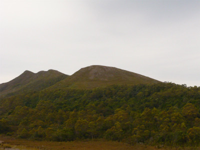 タスマニアデビル、3000年ぶりにオーストラリア大陸に帰還